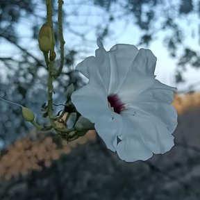 Flor blanca y capullos en una rama, contra el cielo.