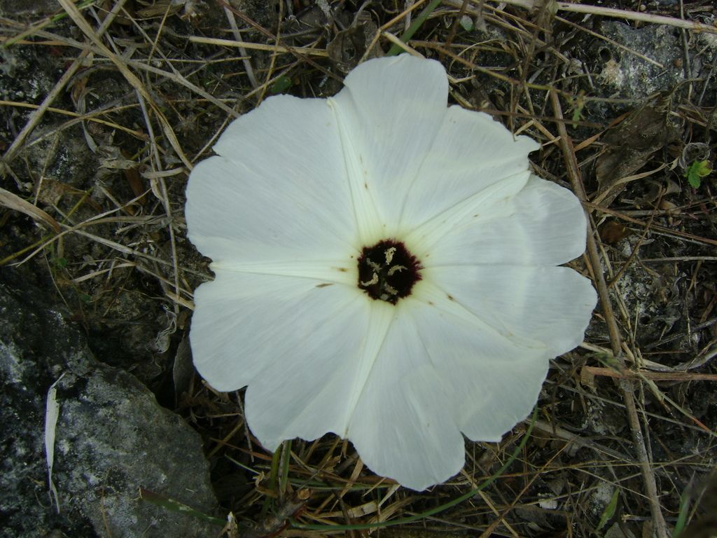 Flor caída entre hojarasca seca, con el centro oscuro.