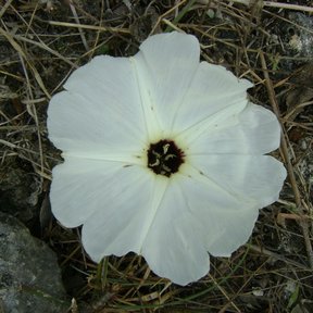 Flor caída entre hojarasca seca, con el centro oscuro.
