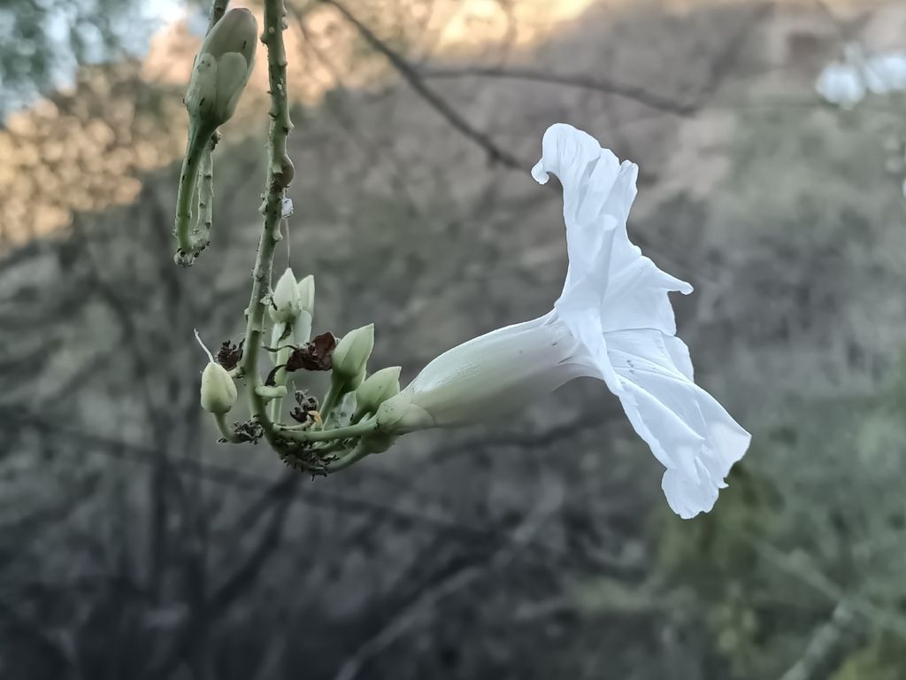 Flor de tubo largo y capullos cerrados en una rama.