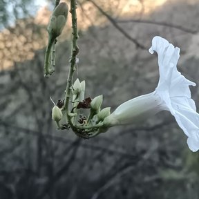 Flor de tubo largo y capullos cerrados en una rama.