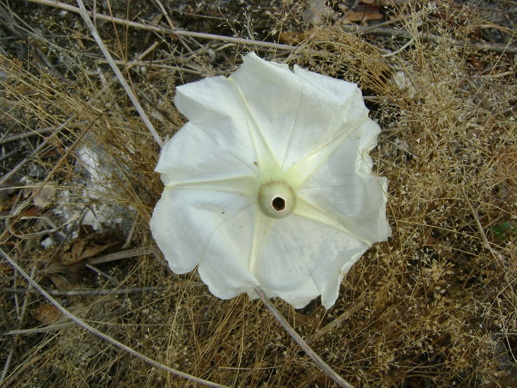 Flor blanca abierta sobre el suelo seco, vista desde arriba.