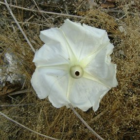 Flor blanca abierta sobre el suelo seco, vista desde arriba.