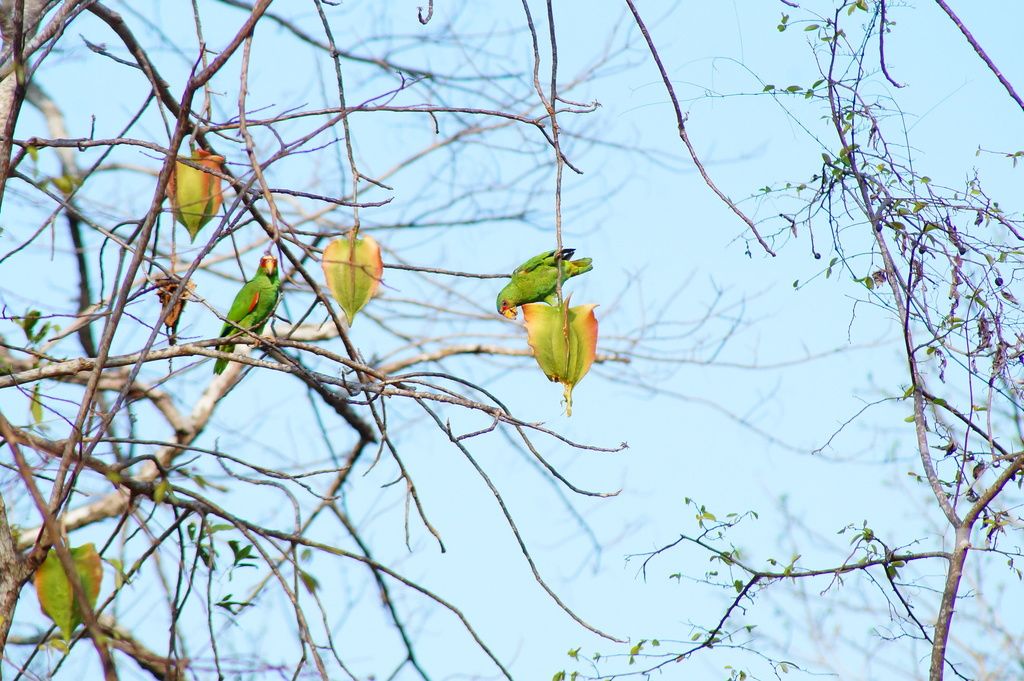Frutos amarillos en las ramas desnudas, con dos loros comiendo.