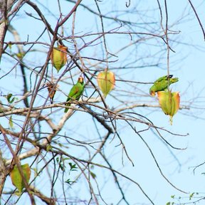 Frutos amarillos en las ramas desnudas, con dos loros comiendo.
