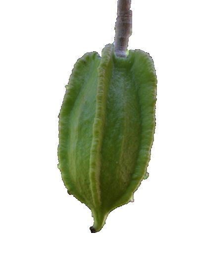 Fruto verde y acostillado colgando de una rama.