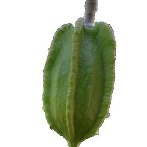 Fruto verde y acostillado colgando de una rama.