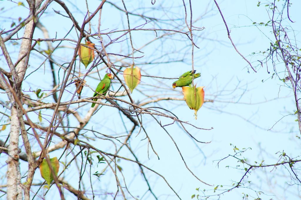 Loros posados junto a los frutos maduros, contra el cielo.