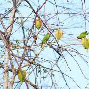 Loros posados junto a los frutos maduros, contra el cielo.