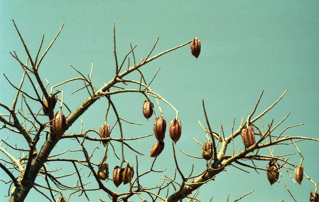Varios frutos secos colgando de las ramas sin hojas.