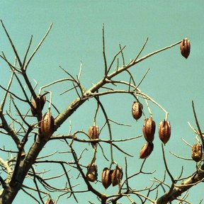 Varios frutos secos colgando de las ramas sin hojas.