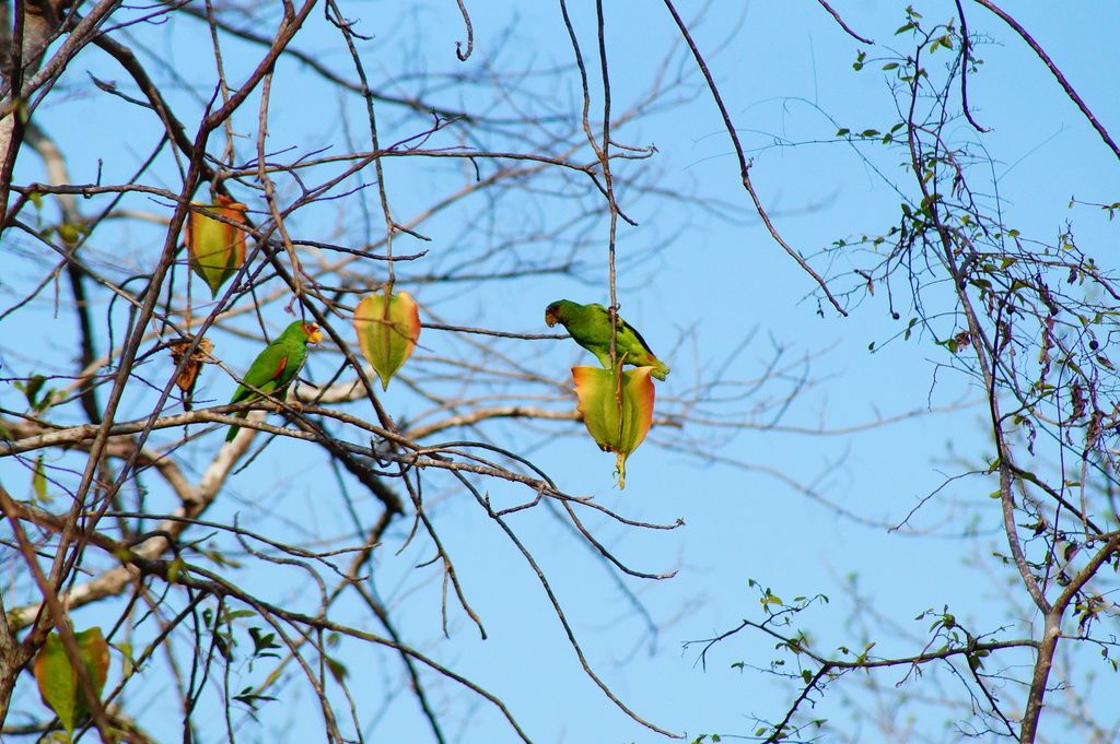 Loros comiendo un fruto amarillo en una rama desnuda.