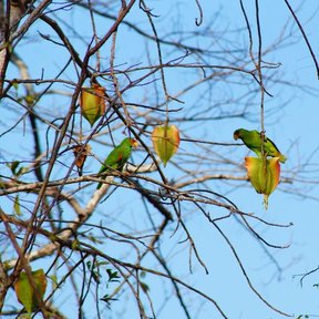 Loros comiendo un fruto amarillo en una rama desnuda.