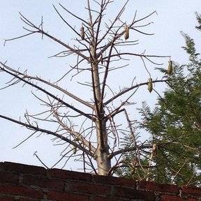 Árbol sin hojas con frutos colgando, detrás de una barda de ladrillo.
