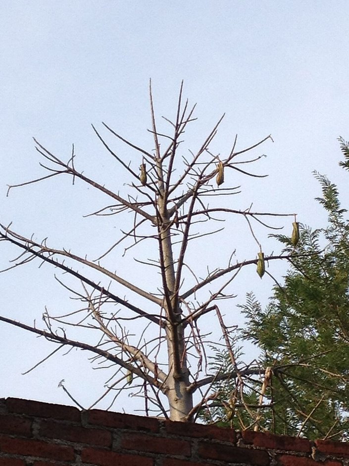 Árbol sin hojas con frutos colgando, detrás de una barda de ladrillo.