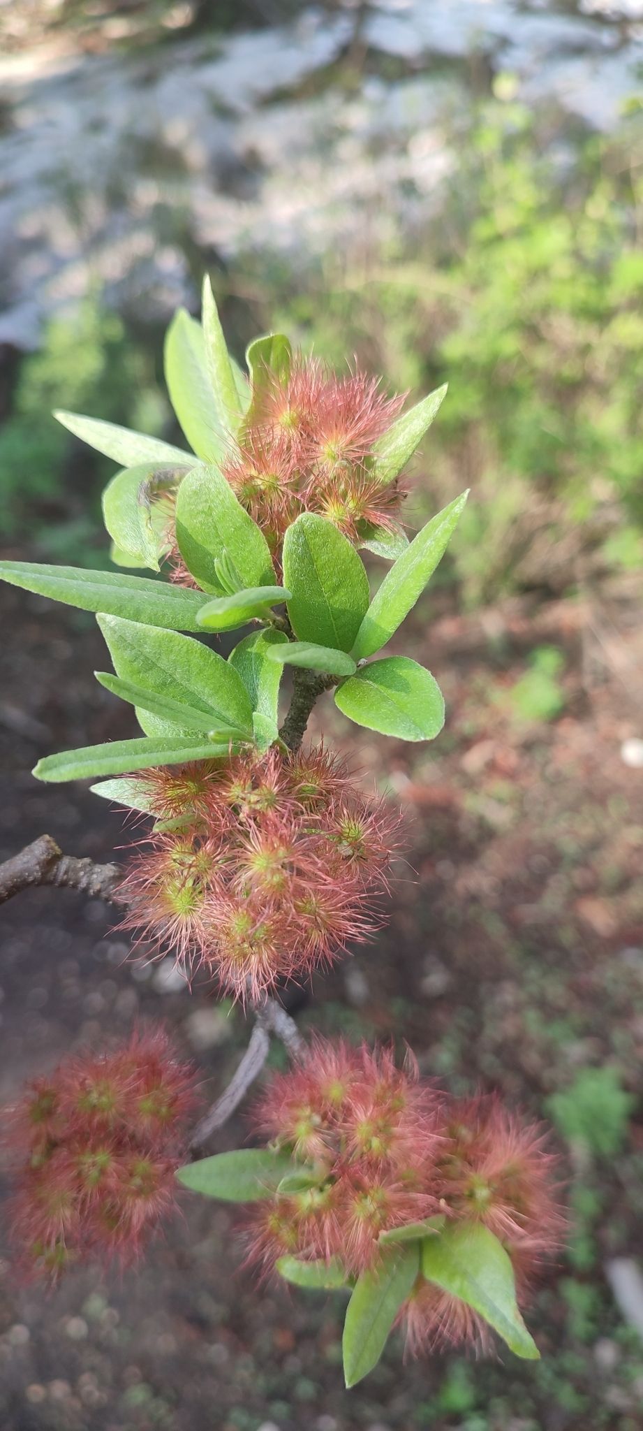 Frutos plumosos rosados entre hojas verdes, en la rama.