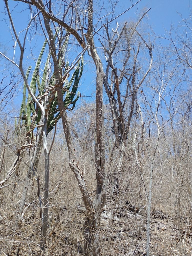 Tallos desnudos del arbusto entre matorral seco.
