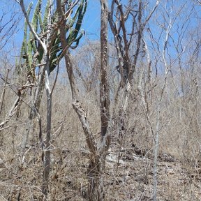 Tallos desnudos del arbusto entre matorral seco.