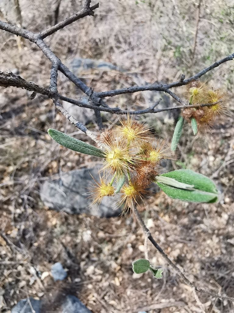 Frutos plumosos amarillos en una rama, sobre suelo pedregoso.