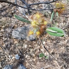 Frutos plumosos amarillos en una rama, sobre suelo pedregoso.