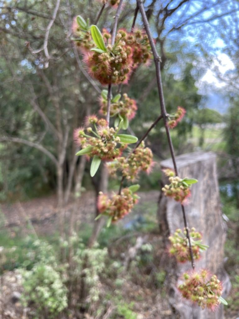 Racimos de frutos secos colgando de las ramas, con el llano al fondo.