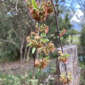 Racimos de frutos secos colgando de las ramas, con el llano al fondo.