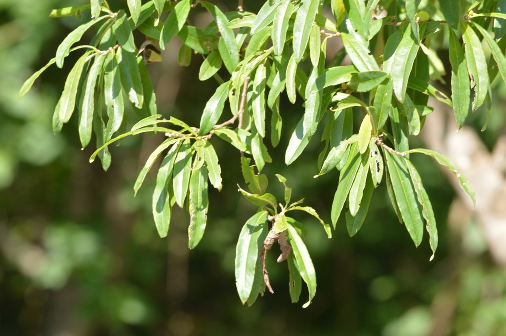 Hojas alargadas y verdes agrupadas en el extremo de las ramas.