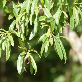 Hojas alargadas y verdes agrupadas en el extremo de las ramas.