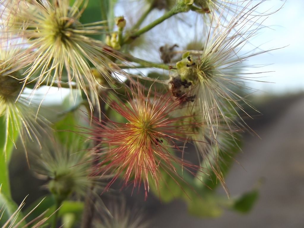 Frutos plumosos vistos de cerca, con los filamentos rojizos.