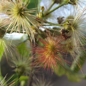 Frutos plumosos vistos de cerca, con los filamentos rojizos.