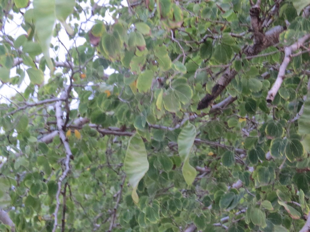 Follaje menudo con vainas planas entre las ramas.