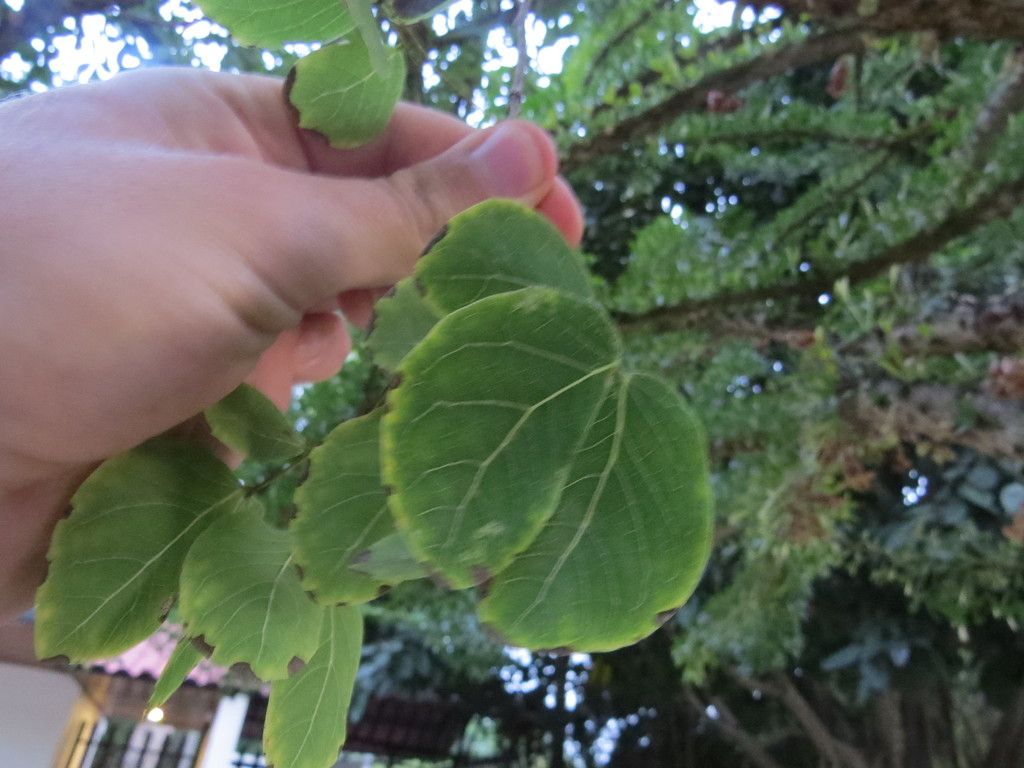 Una mano sostiene una rama con hojas ovaladas.