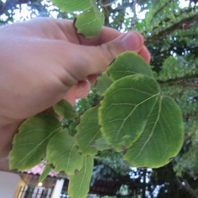 Una mano sostiene una rama con hojas ovaladas.