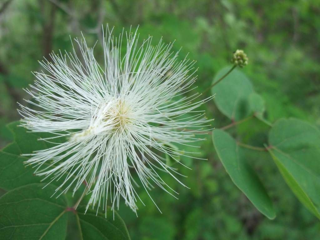 Flor blanca en forma de pompón, con los estambres extendidos.