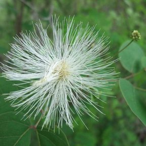 Flor blanca en forma de pompón, con los estambres extendidos.