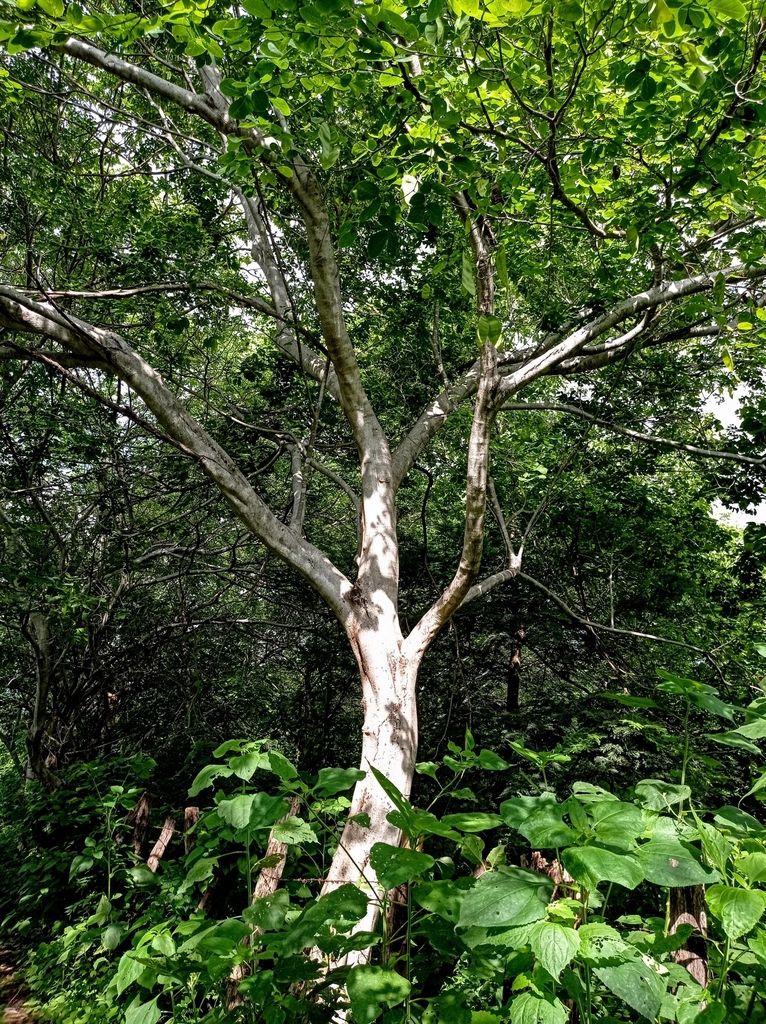 Árbol de tronco blanco y descascarado entre vegetación densa.