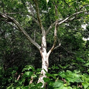 Árbol de tronco blanco y descascarado entre vegetación densa.