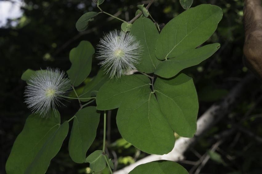Dos flores blancas en pompón sobre las hojas.