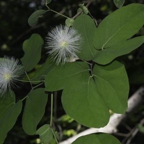 Dos flores blancas en pompón sobre las hojas.