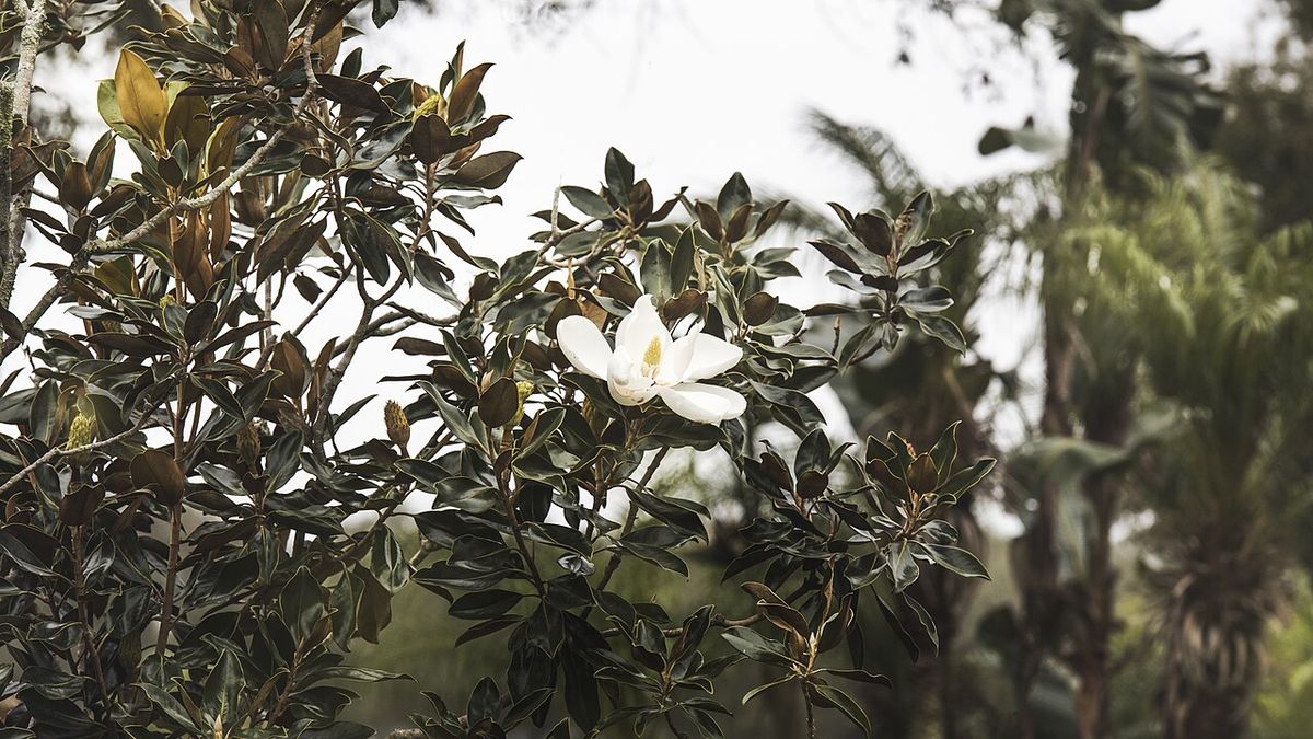Flor blanca abierta en la punta de una rama, contra el cielo.