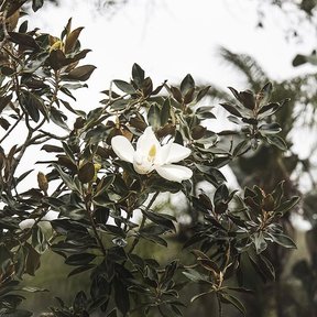 Flor blanca abierta en la punta de una rama, contra el cielo.