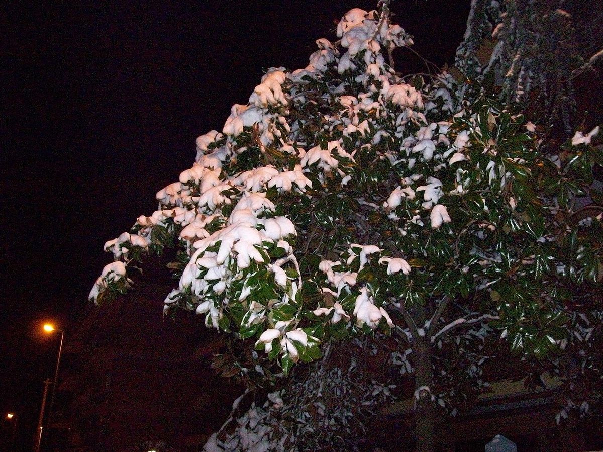 El árbol entero iluminado de noche, con la copa en flor.