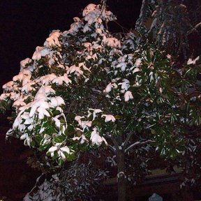 El árbol entero iluminado de noche, con la copa en flor.