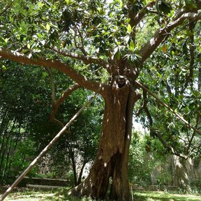 Árbol viejo de tronco grueso y copa amplia, apuntalado con una viga.