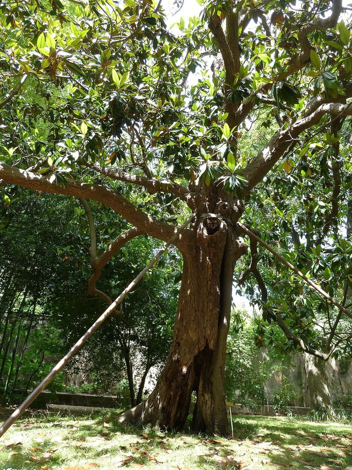 Árbol viejo de tronco grueso y copa amplia, apuntalado con una viga.