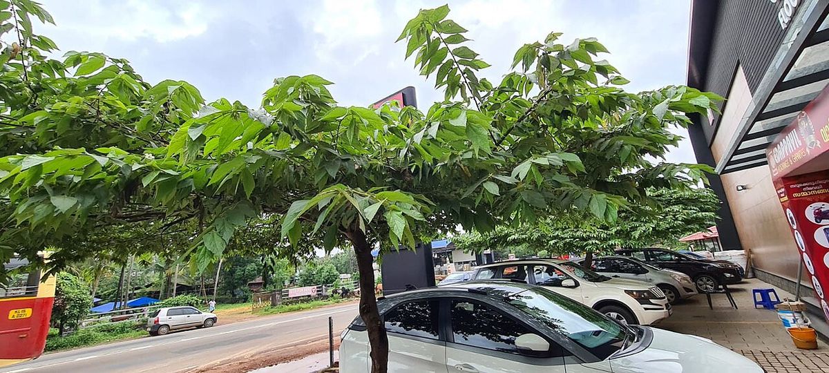 Árbol de copa amplia sobre una calle y unos coches estacionados.