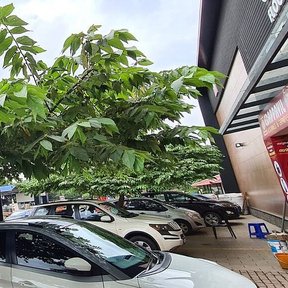 Árbol de copa amplia sobre una calle y unos coches estacionados.