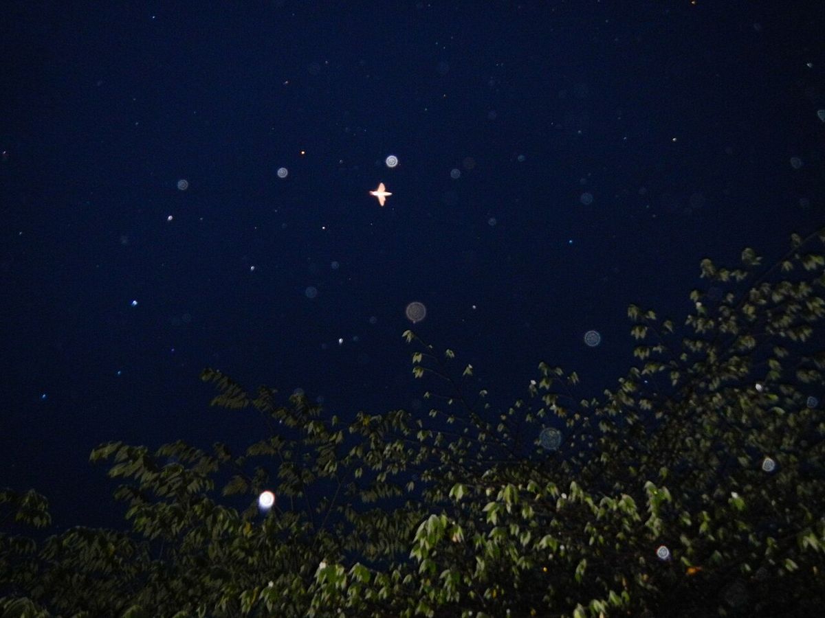 Silueta del follaje contra un cielo nocturno.