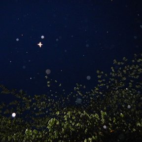 Silueta del follaje contra un cielo nocturno.
