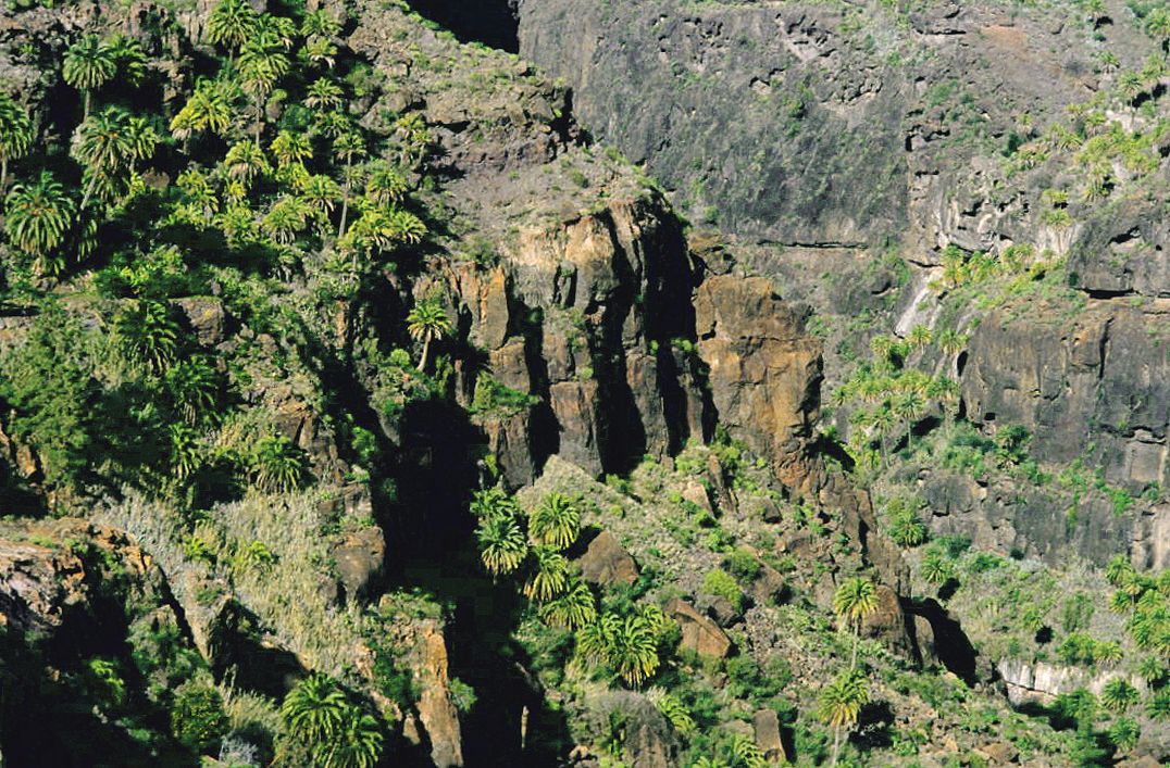 Palmeras dispersas en el fondo de un barranco rocoso.